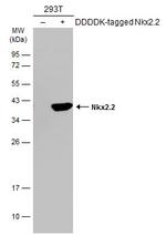 Nkx2.2 Antibody in Western Blot (WB)