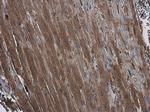 EFHA1 Antibody in Immunohistochemistry (Paraffin) (IHC (P))