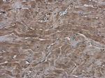 EFHA1 Antibody in Immunohistochemistry (Paraffin) (IHC (P))