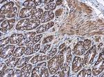 EFHA1 Antibody in Immunohistochemistry (Paraffin) (IHC (P))