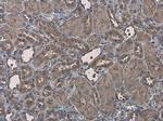 EFHA1 Antibody in Immunohistochemistry (Paraffin) (IHC (P))