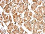 EFHA1 Antibody in Immunohistochemistry (Paraffin) (IHC (P))