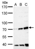 FBXW8 Antibody in Western Blot (WB)