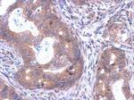 SKA1 Antibody in Immunohistochemistry (Paraffin) (IHC (P))