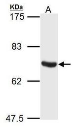 ATG14 Antibody in Western Blot (WB)