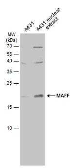 MAFF Antibody in Western Blot (WB)