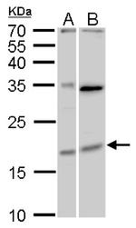 MAFF Antibody in Western Blot (WB)