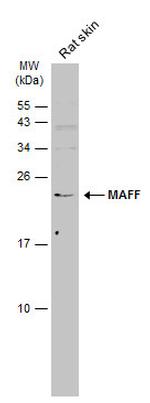 MAFF Antibody in Western Blot (WB)