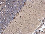 SPATA13 Antibody in Immunohistochemistry (Paraffin) (IHC (P))