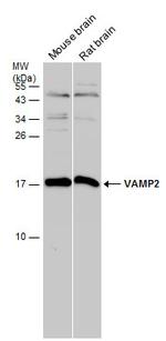 VAMP2 Antibody in Western Blot (WB)