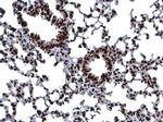 Histone H3 Antibody in Immunohistochemistry (Paraffin) (IHC (P))