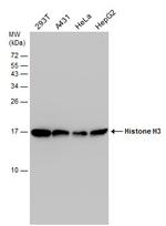 Histone H3 Antibody in Western Blot (WB)