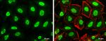 Histone H3 Antibody in Immunocytochemistry (ICC/IF)