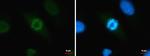 Histone H3 Antibody in Immunocytochemistry (ICC/IF)