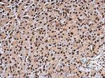 Histone H3 Antibody in Immunohistochemistry (Paraffin) (IHC (P))