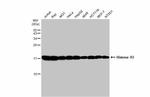 Histone H3 Antibody in Western Blot (WB)