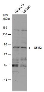 GFM2 Antibody in Western Blot (WB)