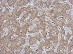 CPEB1 Antibody in Immunohistochemistry (Paraffin) (IHC (P))