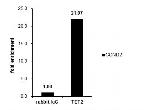 TET2 Antibody in ChIP Assay (ChIP)