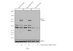 HIF1A Antibody in Western Blot (WB)