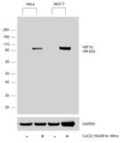 HIF1A Antibody in Western Blot (WB)