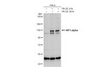 HIF1A Antibody in Western Blot (WB)