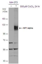 HIF1A Antibody in Western Blot (WB)