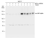 HIF1A Antibody in Western Blot (WB)