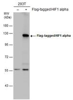 HIF1A Antibody in Western Blot (WB)