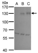 HIF1A Antibody in Western Blot (WB)