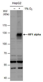 HIF1A Antibody in Western Blot (WB)