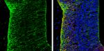 N-cadherin Antibody in Immunohistochemistry (Frozen) (IHC (F))