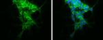 N-cadherin Antibody in Immunocytochemistry (ICC/IF)