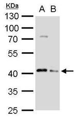 ATG3 Antibody in Western Blot (WB)