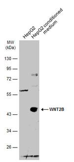 WNT2B Antibody in Western Blot (WB)