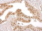 Phospho-Histone H3 (Ser10) Antibody in Immunohistochemistry (Paraffin) (IHC (P))