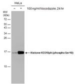 Phospho-Histone H3 (Ser10) Antibody in Western Blot (WB)