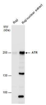 ATR Antibody in Western Blot (WB)