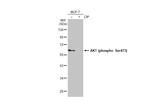 Phospho-AKT1 (Ser473) Antibody in Western Blot (WB)