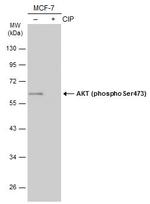 Phospho-AKT1 (Ser473) Antibody in Western Blot (WB)