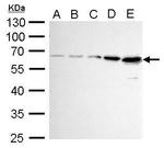 AKT1 Antibody in Western Blot (WB)