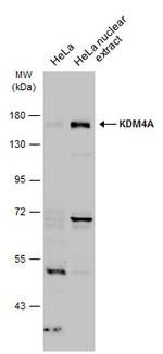 JMJD2A Antibody in Western Blot (WB)