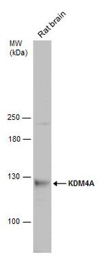 JMJD2A Antibody in Western Blot (WB)