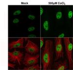 HIF-1 beta Antibody in Immunocytochemistry (ICC/IF)