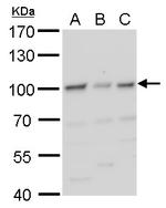 HIF-1 beta Antibody in Western Blot (WB)