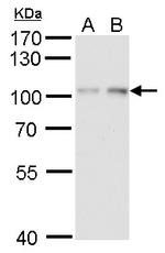 HIF-1 beta Antibody in Western Blot (WB)