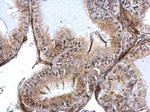 SLUG Antibody in Immunohistochemistry (Paraffin) (IHC (P))