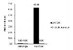 H3K18ac Antibody in ChIP Assay (ChIP)