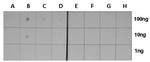 H3K18ac Antibody in Dot Blot (DB)