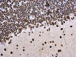 H3K27ac Antibody in Immunohistochemistry (Paraffin) (IHC (P))